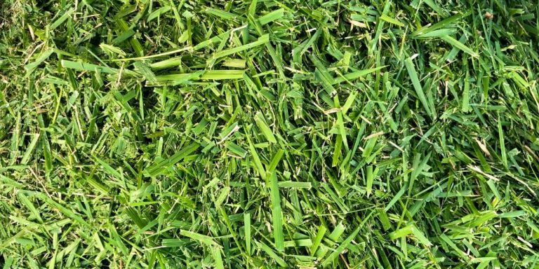 should i leave grass clippings on lawn